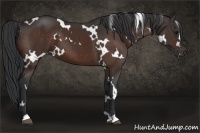 Horse Color:White Spotted Bay 