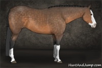 Horse Color:Buckskin Splash 