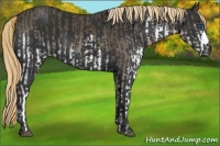 Horse Color:Liver Chestnut Sabino Splash  and Liver Chestnut 