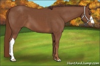 Horse Color:Chestnut 