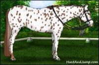 Horse Color:Red Roan Near Leopard 
