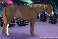 Horse Color:Liver Chestnut Rabicano 