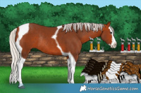 Horse Color:White Spotted Silver Bay Splash Tobiano Rabicano 
