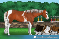 Horse Color:White Spotted Silver Bay Splash Tobiano Rabicano 