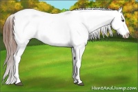 Horse Color:Chestnut Tobiano Appaloosa