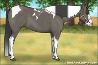 Horse Color:Smoky Grullo Splash Tobiano