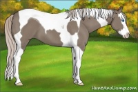 Horse Color:Silver Grullo Splash Tobiano 