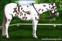 Horse Color:Liver Chestnut Tobiano Near Leopard 