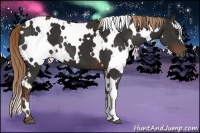 Horse Color:White Spotted Liver Chestnut