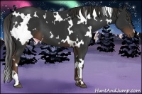 Horse Color:White Spotted Liver Chestnut 