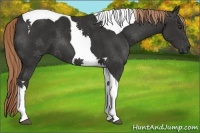 Horse Color:Liver Chestnut Tobiano 