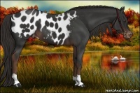 Horse Color:Liver Chestnut Appaloosa 