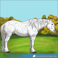 Horse Color:Black Splash Appaloosa 
