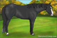 Horse Color:Black  and Black Splash 