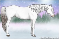 Horse Color:Liver Chestnut Appaloosa 