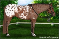 Horse Color:Brown Appaloosa  and Chestnut Appaloosa 