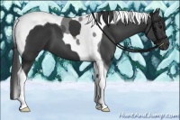Horse Color:Smoky Black Tobiano 