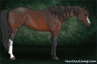 Horse Color:Black  and Bay 