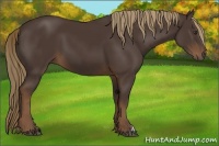 Horse Color:Liver Chestnut 