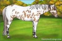Horse Color:Brown Roan Dun Appaloosa  and Brown Roan Tobiano Appaloosa 