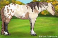 Horse Color:Brown Dun Appaloosa  and Sable Champagne Dun Appaloosa 