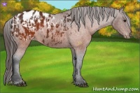 Horse Color:Brown Appaloosa  and Brown Appaloosa 