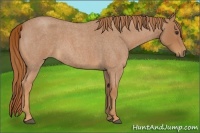 Horse Color:Red Roan