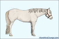 Horse Color:Smoky Creme Roan 