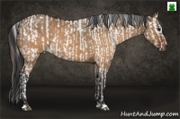 Horse Color:Brown Dun Appaloosa  and Brown Dun 