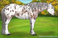 Horse Color:Brown Appaloosa  and Brown Splash Appaloosa 