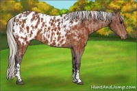 Horse Color:Brown Appaloosa  and Silver Brown Appaloosa 