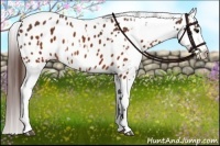Horse Color:Brown Appaloosa  and Brown Appaloosa 