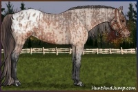 Horse Color:Brown Roan Varnish  and Brown Roan Dun Varnish 