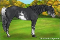 Horse Color:White Spotted Black Sabino Frame