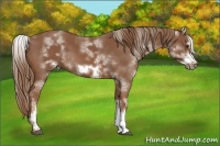 Horse Color:White Spotted Chestnut Sabino Frame