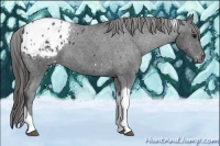 Horse Color:Black Tobiano Appaloosa