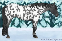 Horse Color:Blue Roan Appaloosa