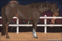 Horse Color:Liver Chestnut 
