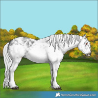 Horse Color:White Spotted Silver Black Chinchilla Sabino Frame
