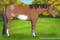 Horse Color:White Spotted Bay Sabino Frame 