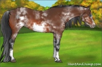 Horse Color:White Spotted Bay Sabino Frame 