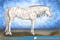 Horse Color:Smoky Creme Appaloosa 