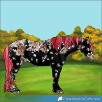 Horse Color:Painted White Spotted Chestnut Sabino Rabicano