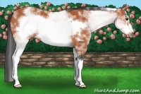 Horse Color:White Spotted Bay Sabino Frame 