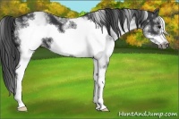 Horse Color:White Spotted Black Sabino Frame