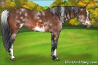 Horse Color:White Spotted Bay Sabino Frame