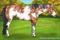 Horse Color:White Spotted Bay Sabino Frame 