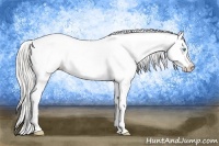 Horse Color:Cremello Appaloosa 