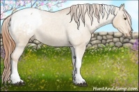 Horse Color:Red Dun Tobiano Appaloosa 