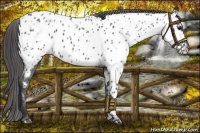 Horse Color:Blue Roan Near Leopard 
